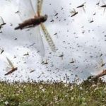 locust swarms attack in India